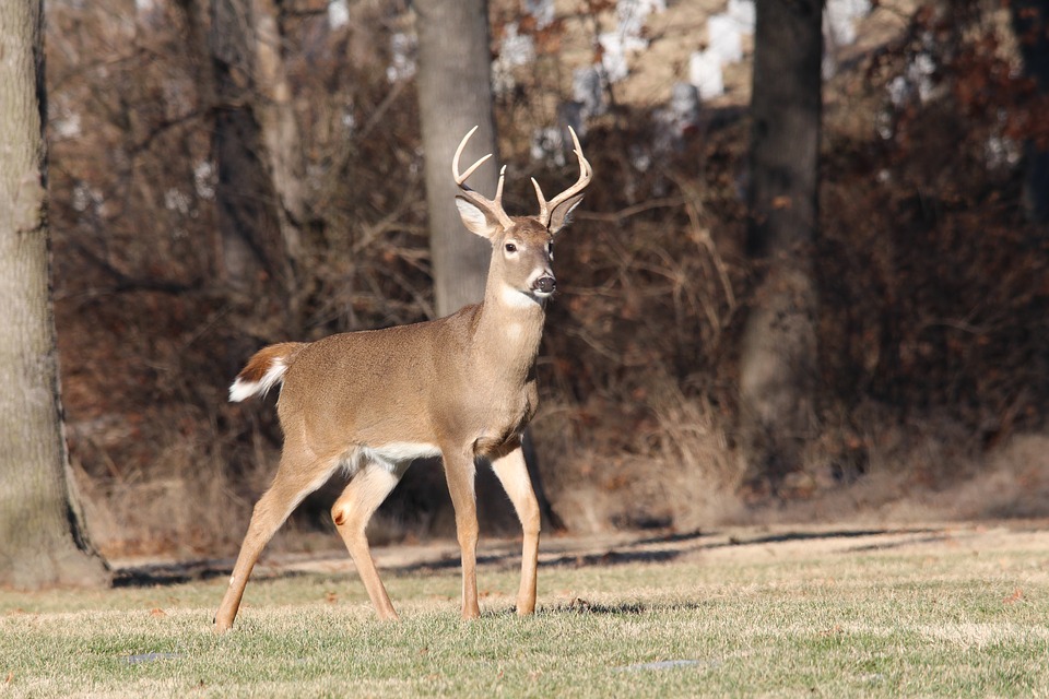 Deer Processing Image